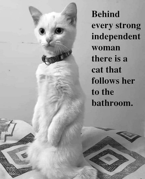 cat follows woman to bathroom.jpg